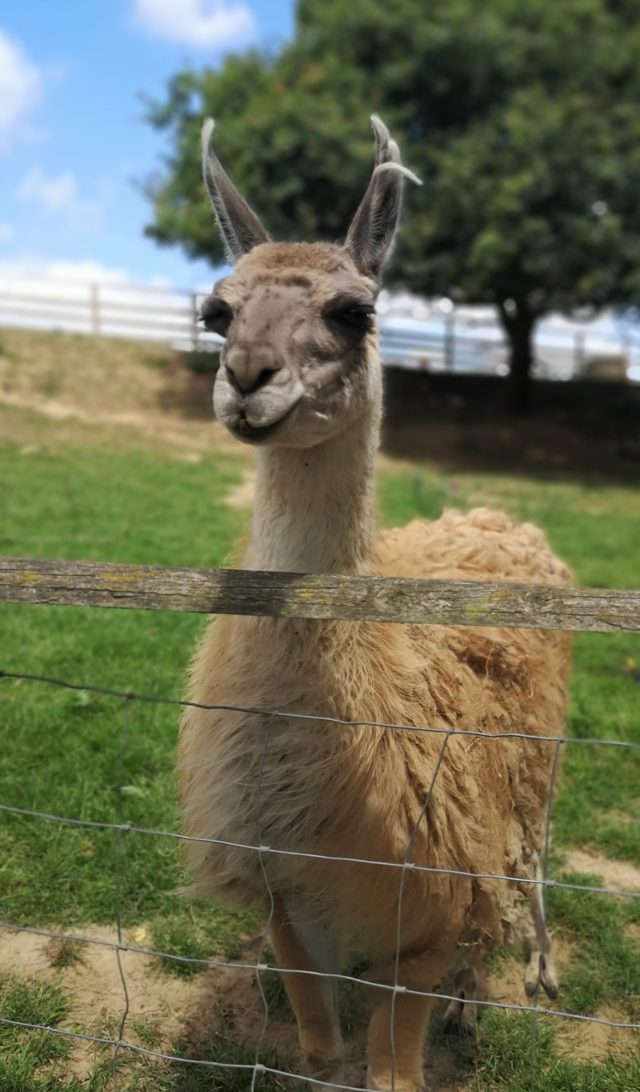 Jimmys Farm, Jimmy and Jamie, Rare Breeds Farm, Steve McQueen, Meerkat Escape, Steve the Meerkat, Animal Park, Family Time, Making Memories, COVID Memories, Social Distancing, COVID days out, Family Days Out, UK Days Out, Days Out in the UK