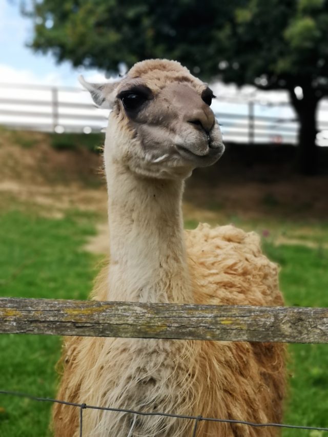 Jimmys Farm, Jimmy and Jamie, Rare Breeds Farm, Steve McQueen, Meerkat Escape, Steve the Meerkat, Animal Park, Family Time, Making Memories, COVID Memories, Social Distancing, COVID days out, Family Days Out, UK Days Out, Days Out in the UK