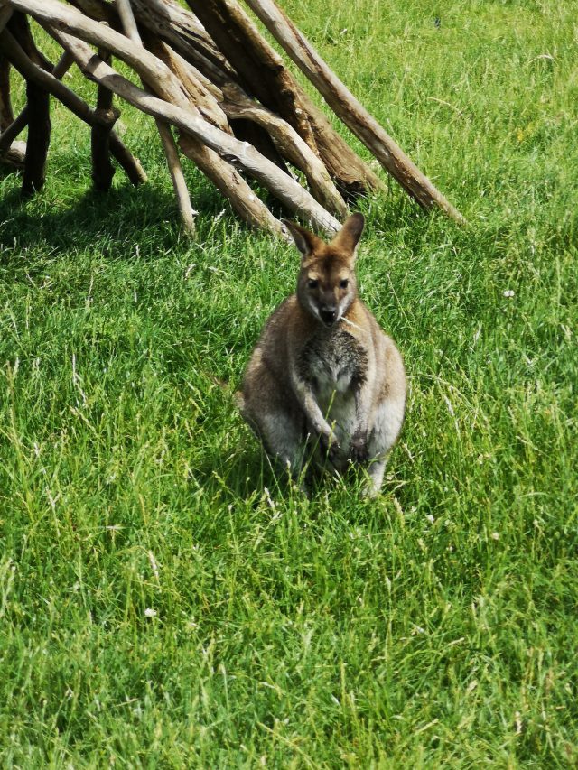 Jimmys Farm, Jimmy and Jamie, Rare Breeds Farm, Steve McQueen, Meerkat Escape, Steve the Meerkat, Animal Park, Family Time, Making Memories, COVID Memories, Social Distancing, COVID days out, Family Days Out, UK Days Out, Days Out in the UK