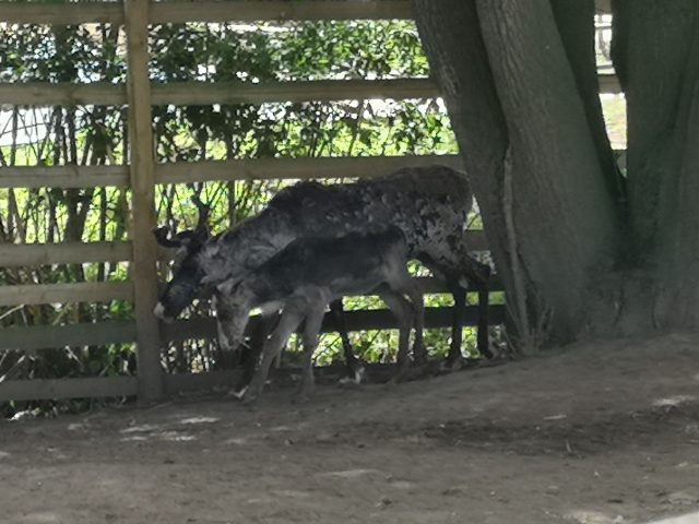 Jimmys Farm, Jimmy and Jamie, Rare Breeds Farm, Steve McQueen, Meerkat Escape, Steve the Meerkat, Animal Park, Family Time, Making Memories, COVID Memories, Social Distancing, COVID days out, Family Days Out, UK Days Out, Days Out in the UK