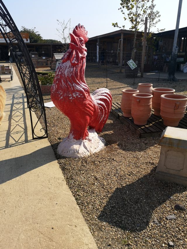 Chickens, Poultry, Hens, Egg-Layers. Bell Plantation, Bell Plantation Poultry Centre, Lizzie, Beryl, Agatha, Tuppence, Household Pets, Silkies, Gingerbread Ranger, Devon Rock,