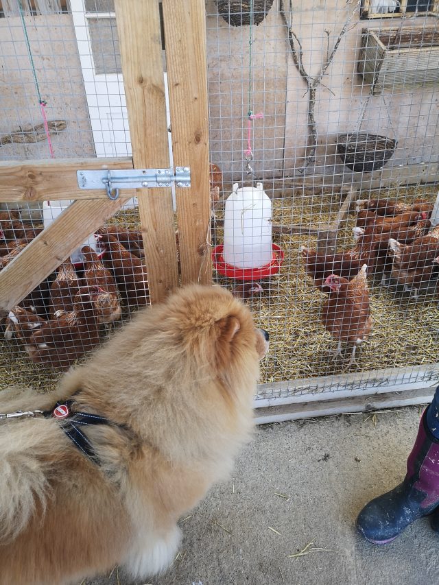 Chickens, Poultry, Hens, Egg-Layers. Bell Plantation, Bell Plantation Poultry Centre, Lizzie, Beryl, Agatha, Tuppence, Household Pets, Silkies, Gingerbread Ranger, Devon Rock,