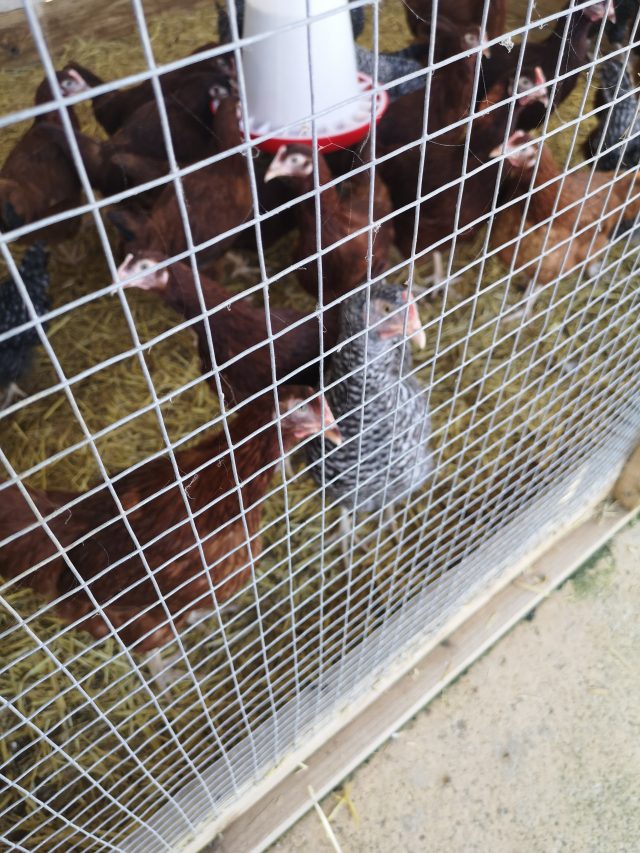 Chickens, Poultry, Hens, Egg-Layers. Bell Plantation, Bell Plantation Poultry Centre, Lizzie, Beryl, Agatha, Tuppence, Household Pets, Silkies, Gingerbread Ranger, Devon Rock,