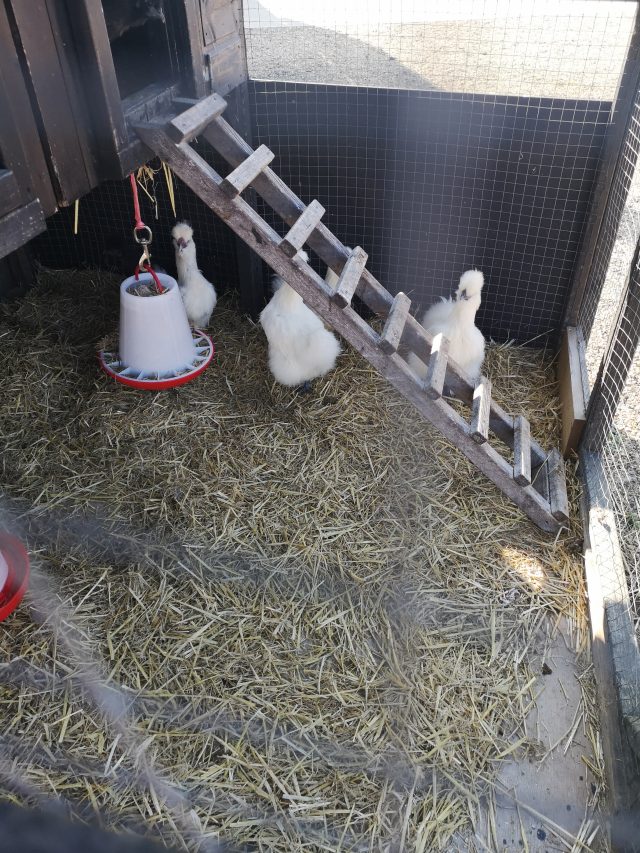 Chickens, Poultry, Hens, Egg-Layers. Bell Plantation, Bell Plantation Poultry Centre, Lizzie, Beryl, Agatha, Tuppence, Household Pets, Silkies, Gingerbread Ranger, Devon Rock,