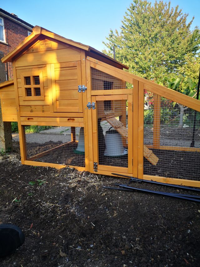 Chickens, Poultry, Hens, Egg-Layers. Bell Plantation, Bell Plantation Poultry Centre, Lizzie, Beryl, Agatha, Tuppence, Household Pets, Silkies, Gingerbread Ranger, Devon Rock,