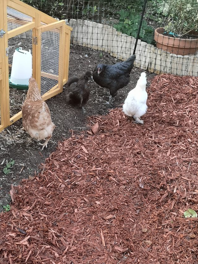 Chickens, Poultry, Hens, Egg-Layers. Bell Plantation, Bell Plantation Poultry Centre, Lizzie, Beryl, Agatha, Tuppence, Household Pets, Silkies, Gingerbread Ranger, Devon Rock,