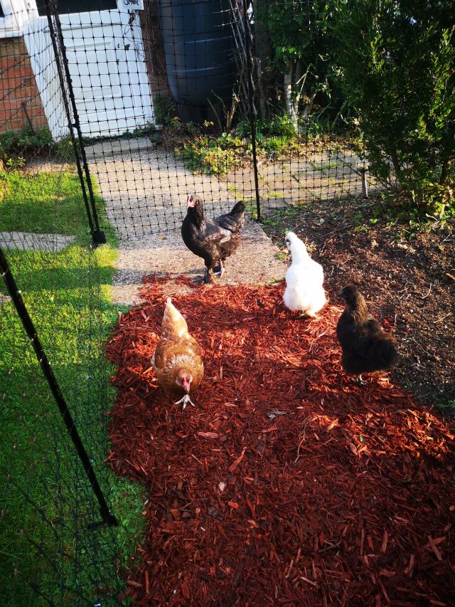 Chickens, Poultry, Hens, Egg-Layers. Bell Plantation, Bell Plantation Poultry Centre, Lizzie, Beryl, Agatha, Tuppence, Household Pets, Silkies, Gingerbread Ranger, Devon Rock,