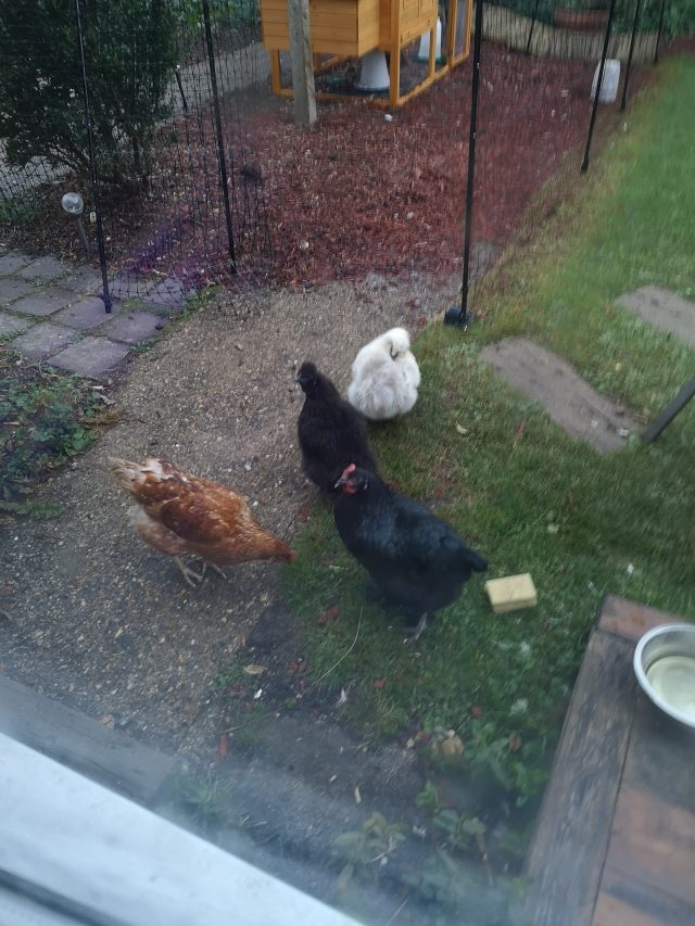 Chickens, Poultry, Hens, Egg-Layers. Bell Plantation, Bell Plantation Poultry Centre, Lizzie, Beryl, Agatha, Tuppence, Household Pets, Silkies, Gingerbread Ranger, Devon Rock,