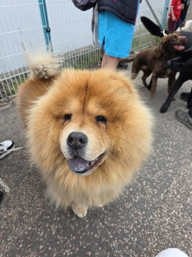 Dogtember, Saltdean Lido, Dog Swimming Sessions, Charity Fundraising, Brighton, Dogtember Sessions, Theodore, Chow Chow, 