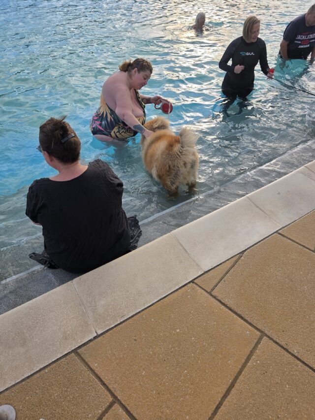 Dogtember, Saltdean Lido, Dog Swimming Sessions, Charity Fundraising, Brighton, Dogtember Sessions, Theodore, Chow Chow, 