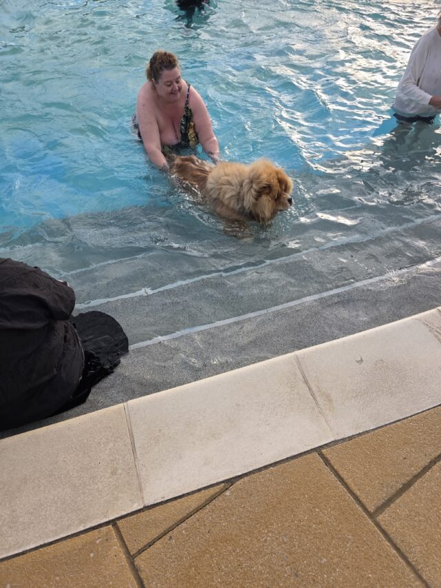 Dogtember, Saltdean Lido, Dog Swimming Sessions, Charity Fundraising, Brighton, Dogtember Sessions, Theodore, Chow Chow, 