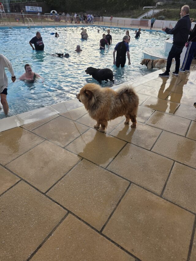 Dogtember, Saltdean Lido, Dog Swimming Sessions, Charity Fundraising, Brighton, Dogtember Sessions, Theodore, Chow Chow, 