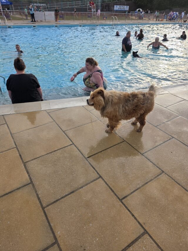 Dogtember, Saltdean Lido, Dog Swimming Sessions, Charity Fundraising, Brighton, Dogtember Sessions, Theodore, Chow Chow, 