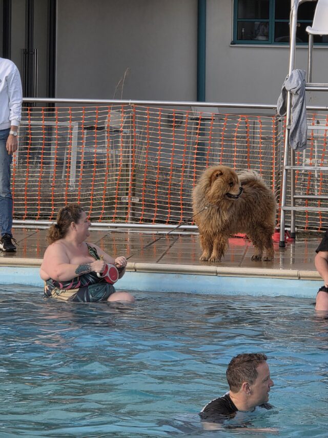 Dogtember, Saltdean Lido, Dog Swimming Sessions, Charity Fundraising, Brighton, Dogtember Sessions, Theodore, Chow Chow, 