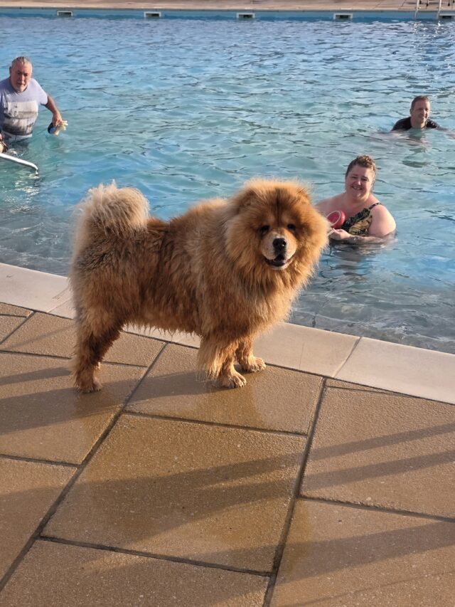 Dogtember, Saltdean Lido, Dog Swimming Sessions, Charity Fundraising, Brighton, Dogtember Sessions, Theodore, Chow Chow, 